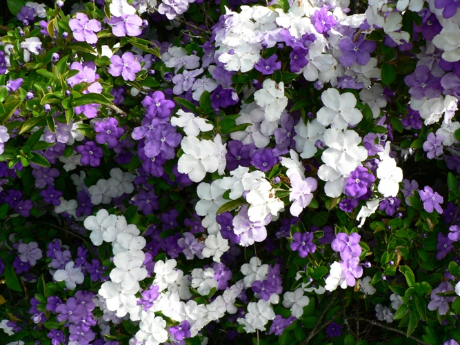 Spirituality For Life Spring Flowers In Australia Spring In Australia