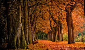 Autumn Trees Autumn Trees