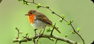 Bird on a branch Bird on a branch