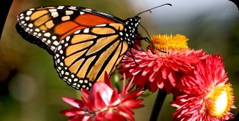 Butterfly Butterfly