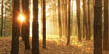 Light Through Trees