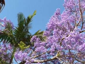 Palm and Jacaranda Trees