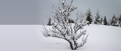 Peaceful Snow Scenery