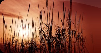 Light Through Reeds