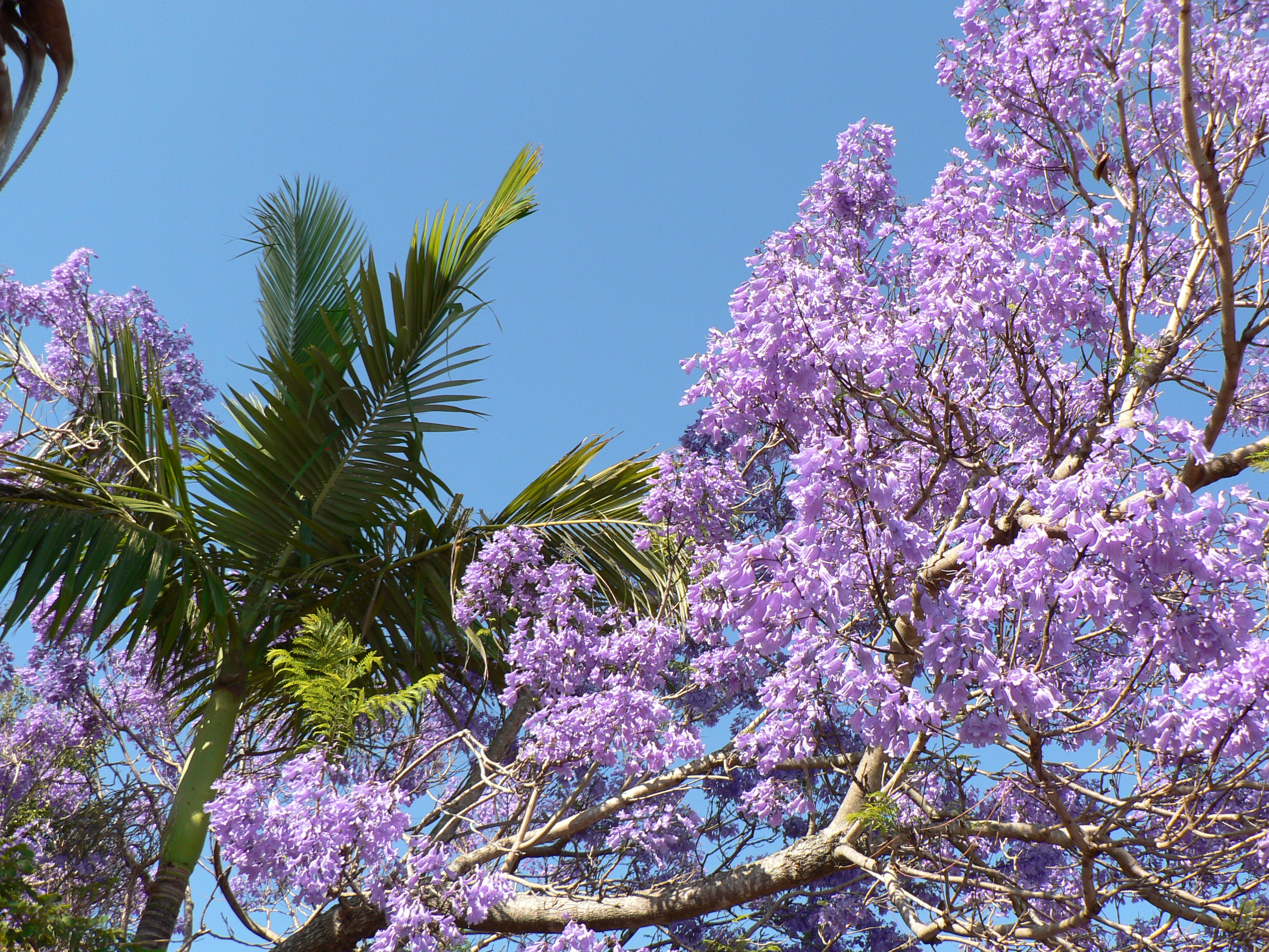 Jacaranda Tree